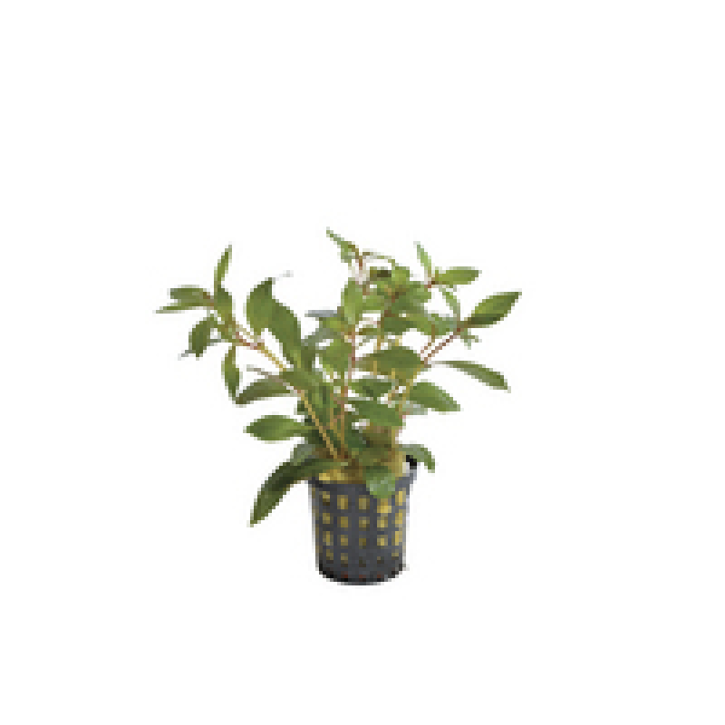 6x Ludwigia Glandulosa